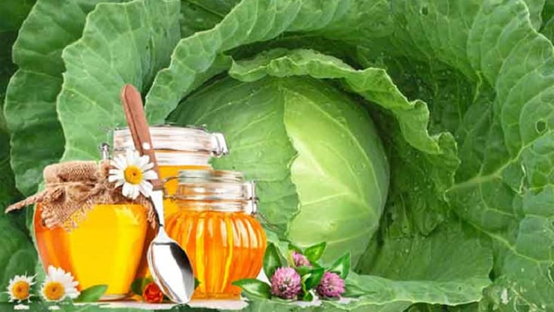 How to properly use cabbage with honey for coughs and how effective it is