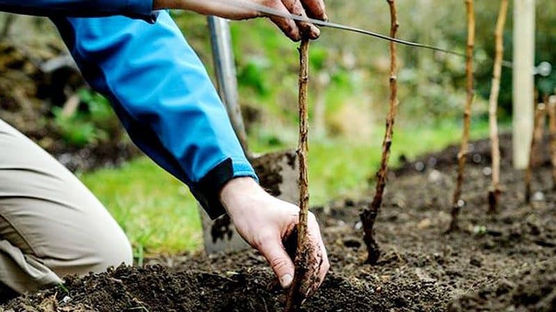 How to properly plant raspberries in the fall and how to care for them further