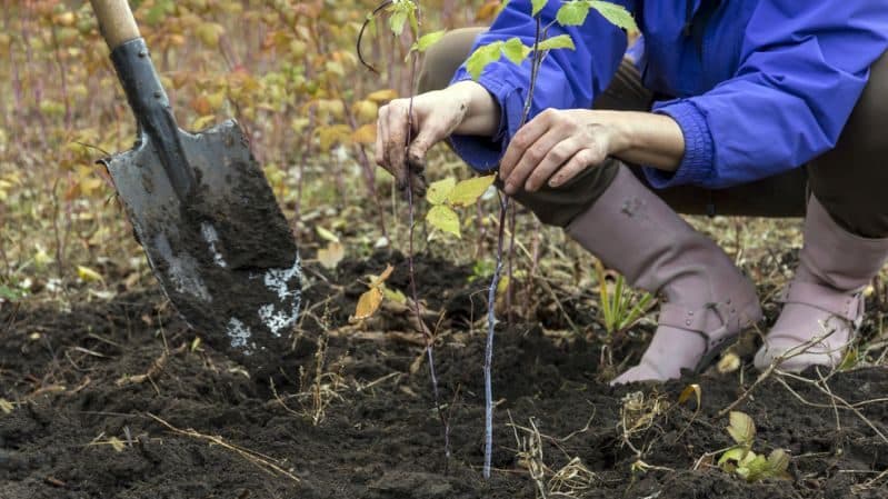 How to care for remontant raspberries in the fall
