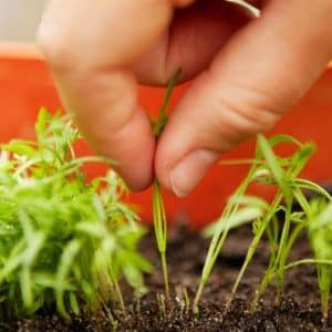 Step-by-step instructions for beginning gardeners: how to properly thin carrots and why it is needed