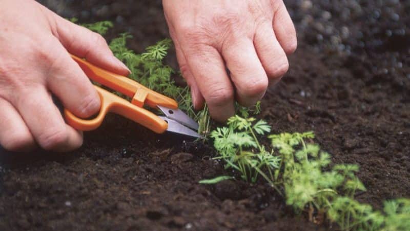 Step-by-step instructions for beginning gardeners: how to properly thin carrots and why it is needed