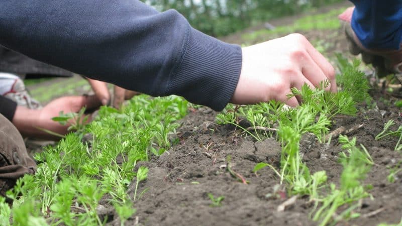 Step-by-step instructions for beginning gardeners: how to properly thin carrots and why it is needed