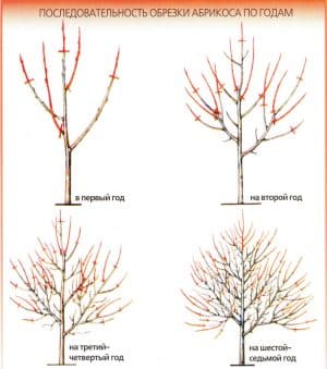 How to properly prune an apricot in the fall and why it is needed