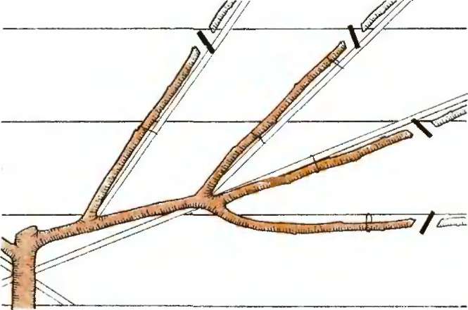 How to properly prune an apricot in the fall and why it is needed
