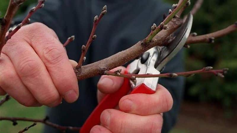 How to properly prune an apricot in the fall and why it is needed