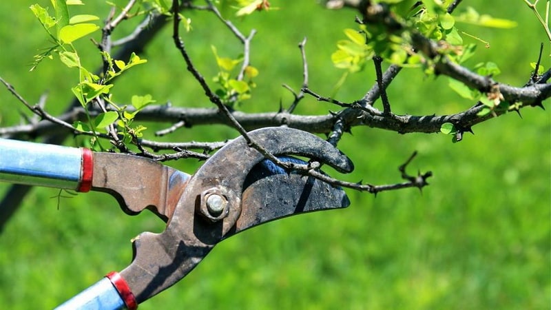 How to properly prune an apricot in the fall and why it is needed