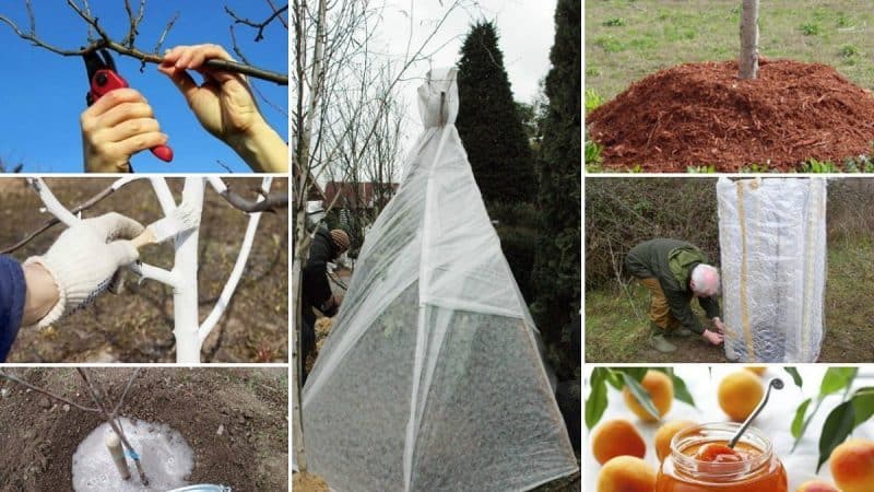 How to properly cover an apricot for the winter and prepare the tree for cold weather