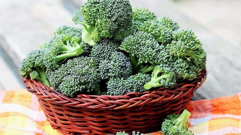 How to properly freeze broccoli for the winter at home: step-by-step instructions and use of the preparation