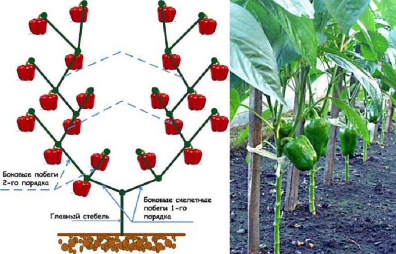 How to form a pepper bush: instructions for beginners and common mistakes