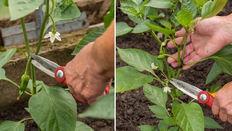 How to form a pepper bush: instructions for beginners and common mistakes