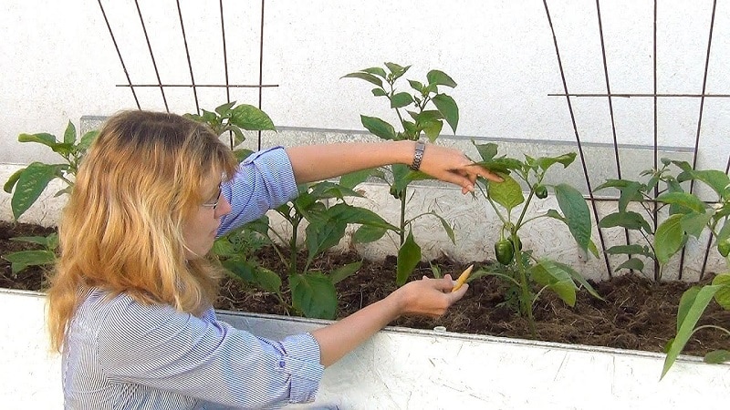 How to form a pepper bush: instructions for beginners and common mistakes