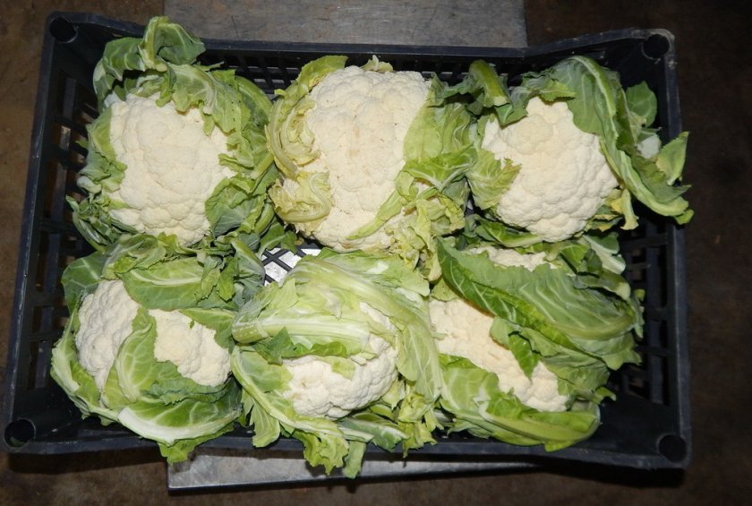 The best ways to preserve cauliflower for the winter at home
