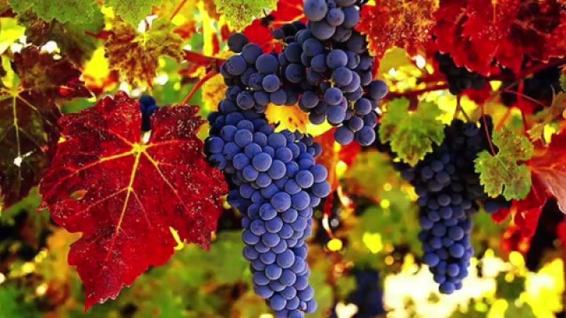 Proven ways to preserve grapes for the winter at home