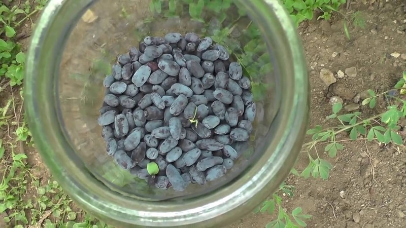 The best ways to preserve honeysuckle for the winter in fresh and processed form