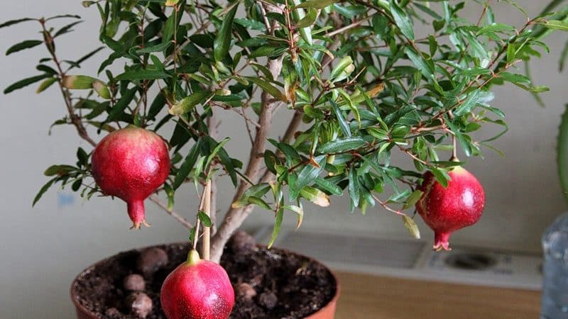 Beginner's Guide: How to Care for Potted Pomegranates at Home