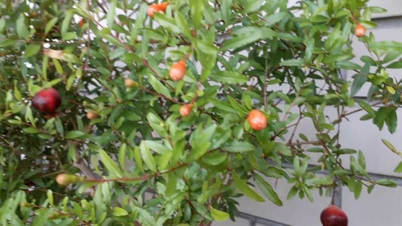 Beginner's Guide: How to Care for Potted Pomegranates at Home