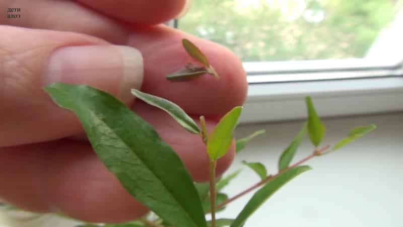 Beginner's Guide: How to Care for Potted Pomegranates at Home