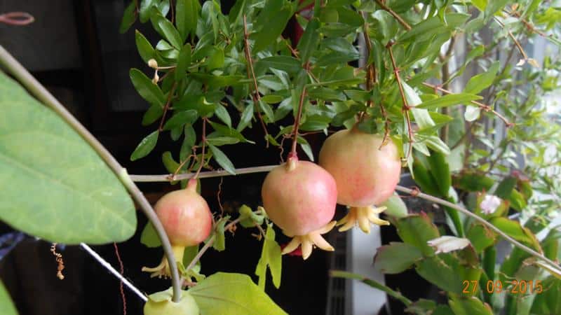 Beginner's Guide: How to Care for Potted Pomegranates at Home