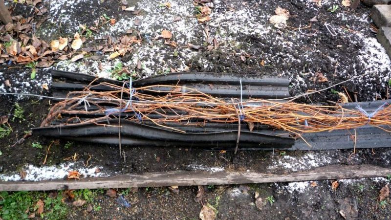 Features of insulating grapes in the Moscow region: how and when is it better to cover them for the winter