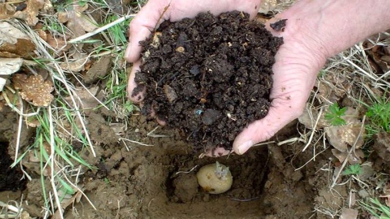 Preparing the soil for planting potatoes: what soil acidity is needed
