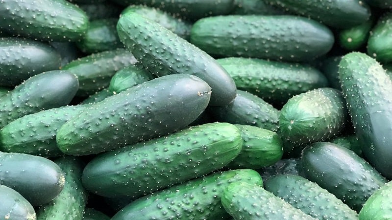 What varieties of cucumbers are there, complete classification