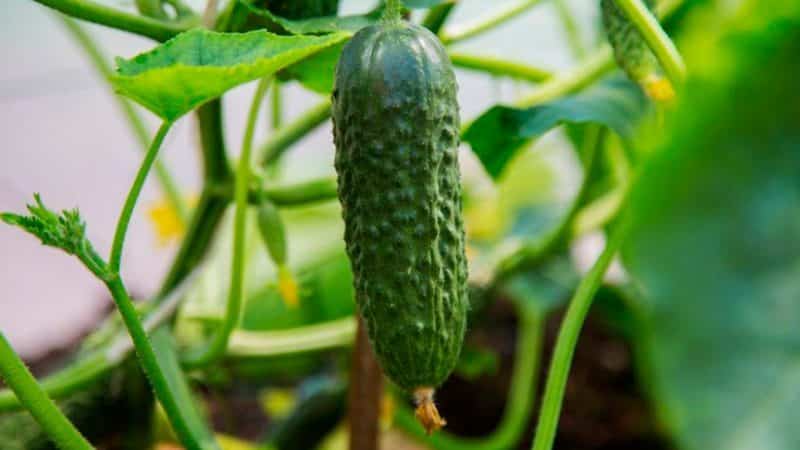 What varieties of cucumbers are there, complete classification