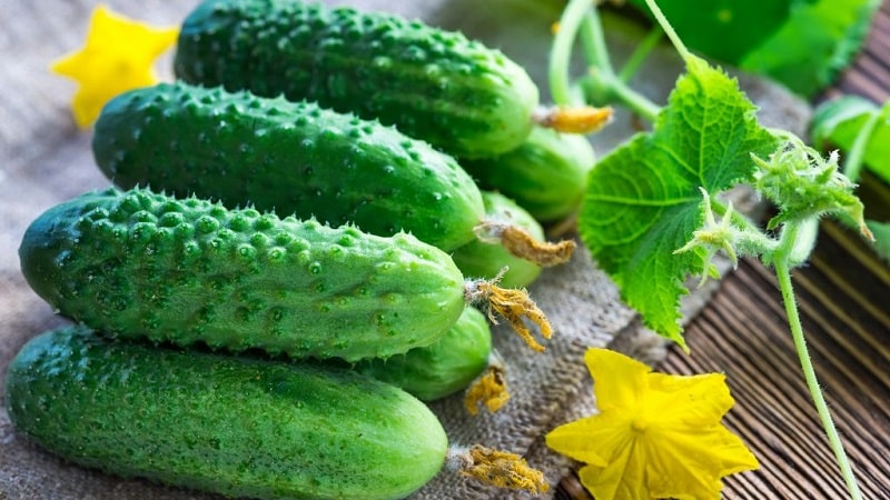 What varieties of cucumbers are there, complete classification
