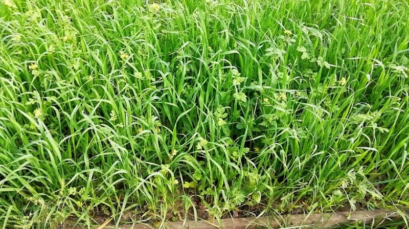 What is the best way to use green manure after cabbage in the fall?