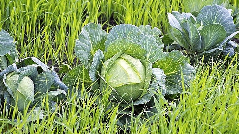 What is the best way to use green manure after cabbage in the fall?
