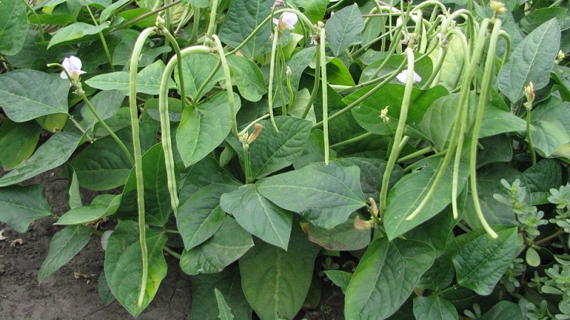 What is the best way to use green manure after cabbage in the fall?