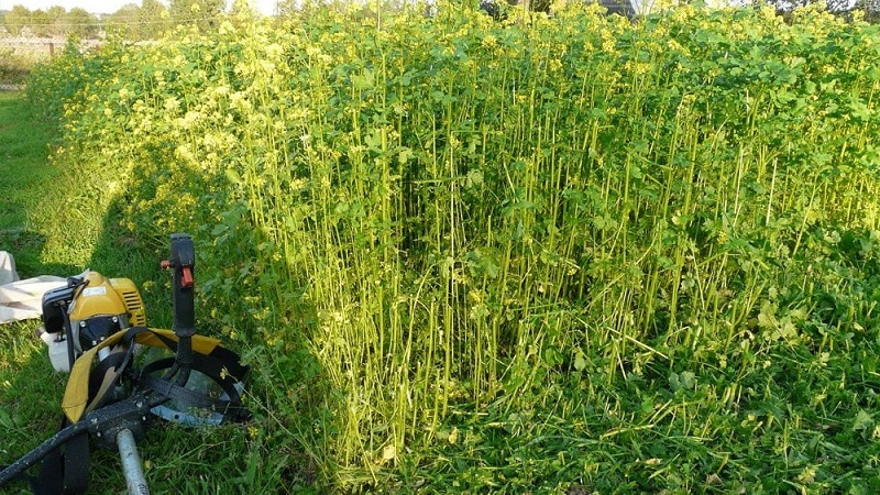 What is the best way to use green manure after cabbage in the fall?
