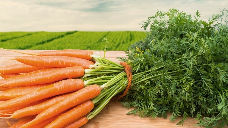 Calories, vitamins and nutritional value of fresh and cooked carrots