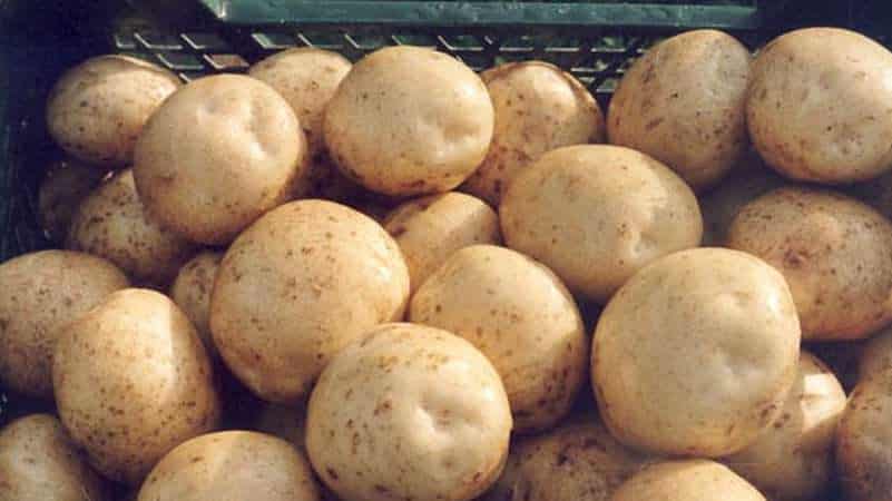 Detailed description and advice from agronomists on potato varieties: Petersburg, Barin, Leader and others