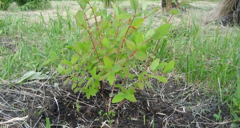 When and how to plant honeysuckle in the fall and what mistakes to avoid during the planting process