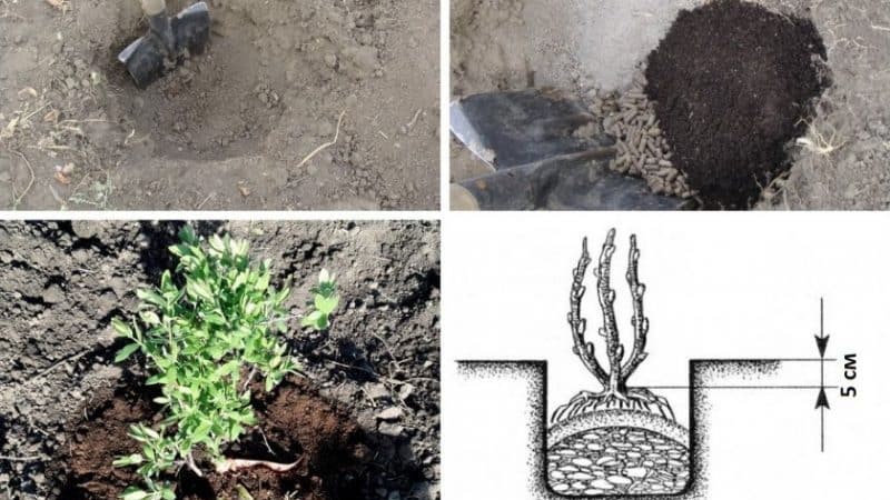 When and how to plant honeysuckle in the fall and what mistakes to avoid during the planting process