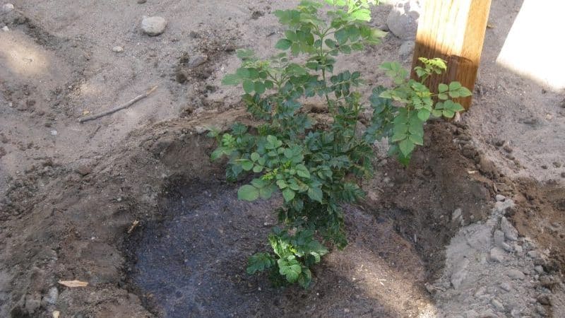 When and how to plant honeysuckle in the fall and what mistakes to avoid during the planting process