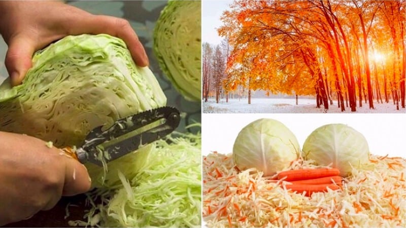 The best time for preparations: when to salt cabbage in November and how to do it correctly