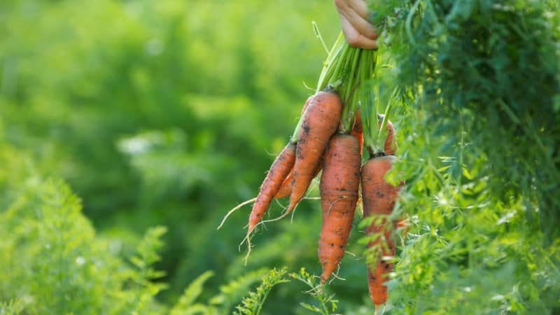 How to determine when to remove carrots from the garden for storage