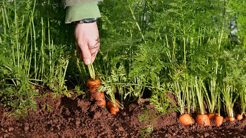 How to determine when to remove carrots from the garden for storage