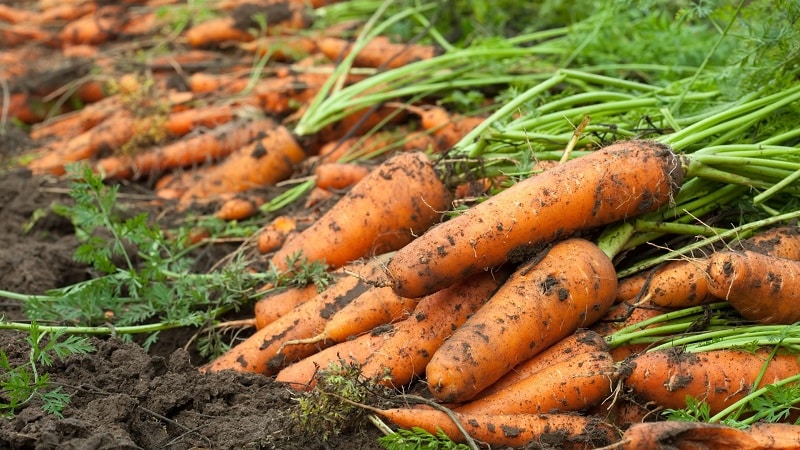 How to determine when to remove carrots from the garden for storage