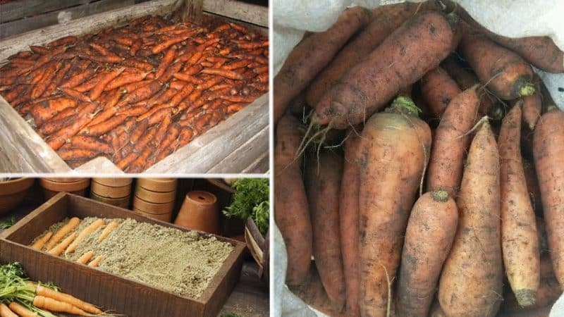 How to determine when to remove carrots from the garden for storage
