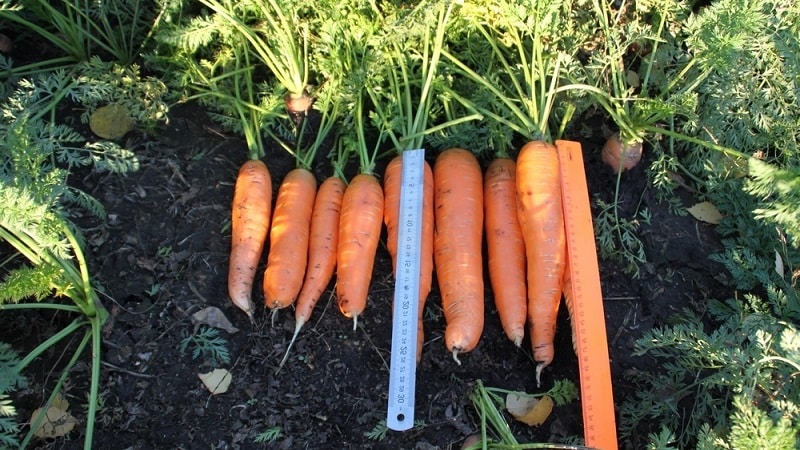 How to determine when to remove carrots from the garden for storage