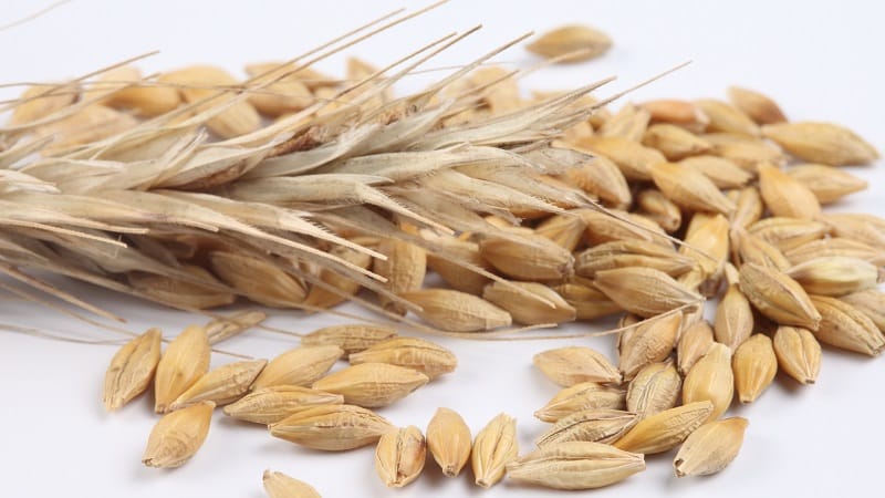 Medicinal properties of oats: folk recipes and contraindications