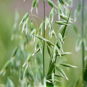 Medicinal properties of oats: folk recipes and contraindications