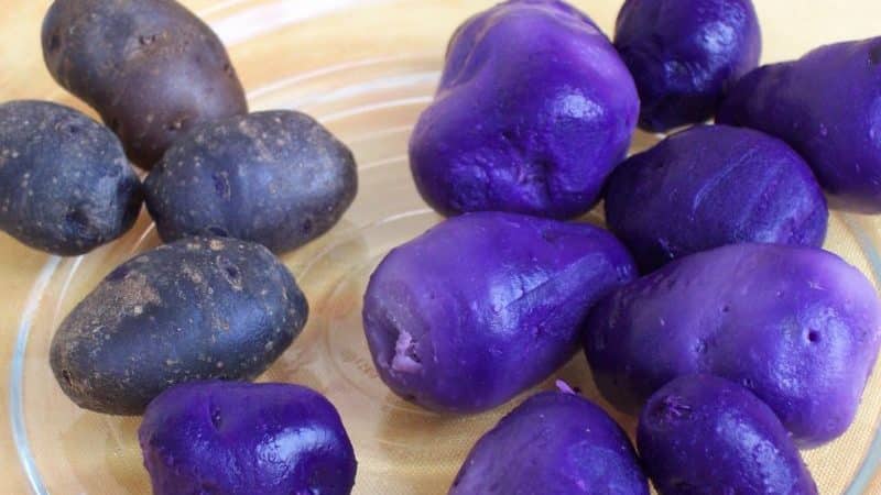 The healing properties of potato juice