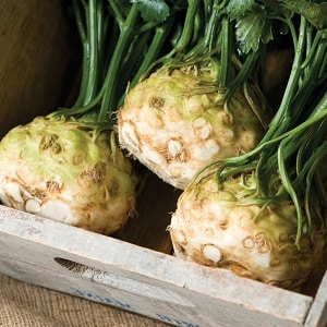 The best ways to store celery root for the winter at home