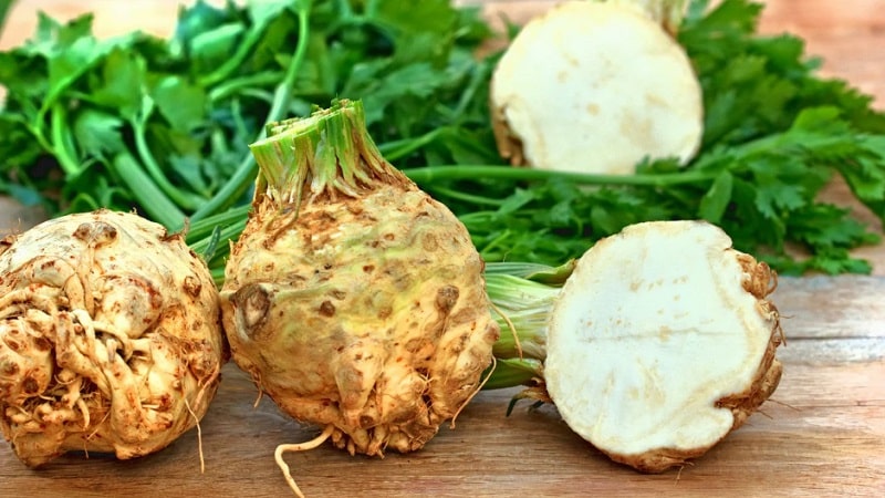Growing and caring for celery in open ground