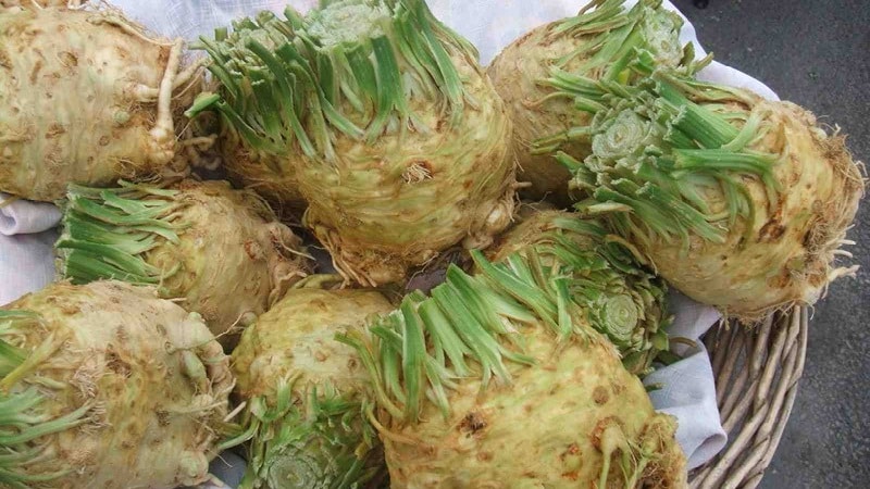 The best ways to store celery root for the winter at home