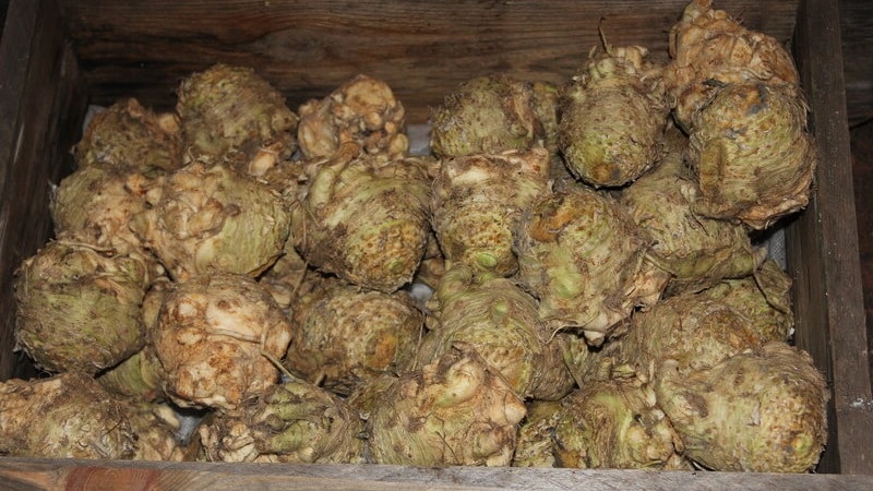 How to properly dig up celery root and when to do it