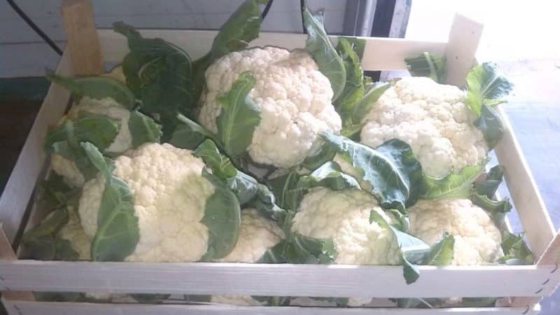 The best ways to preserve cauliflower for the winter at home